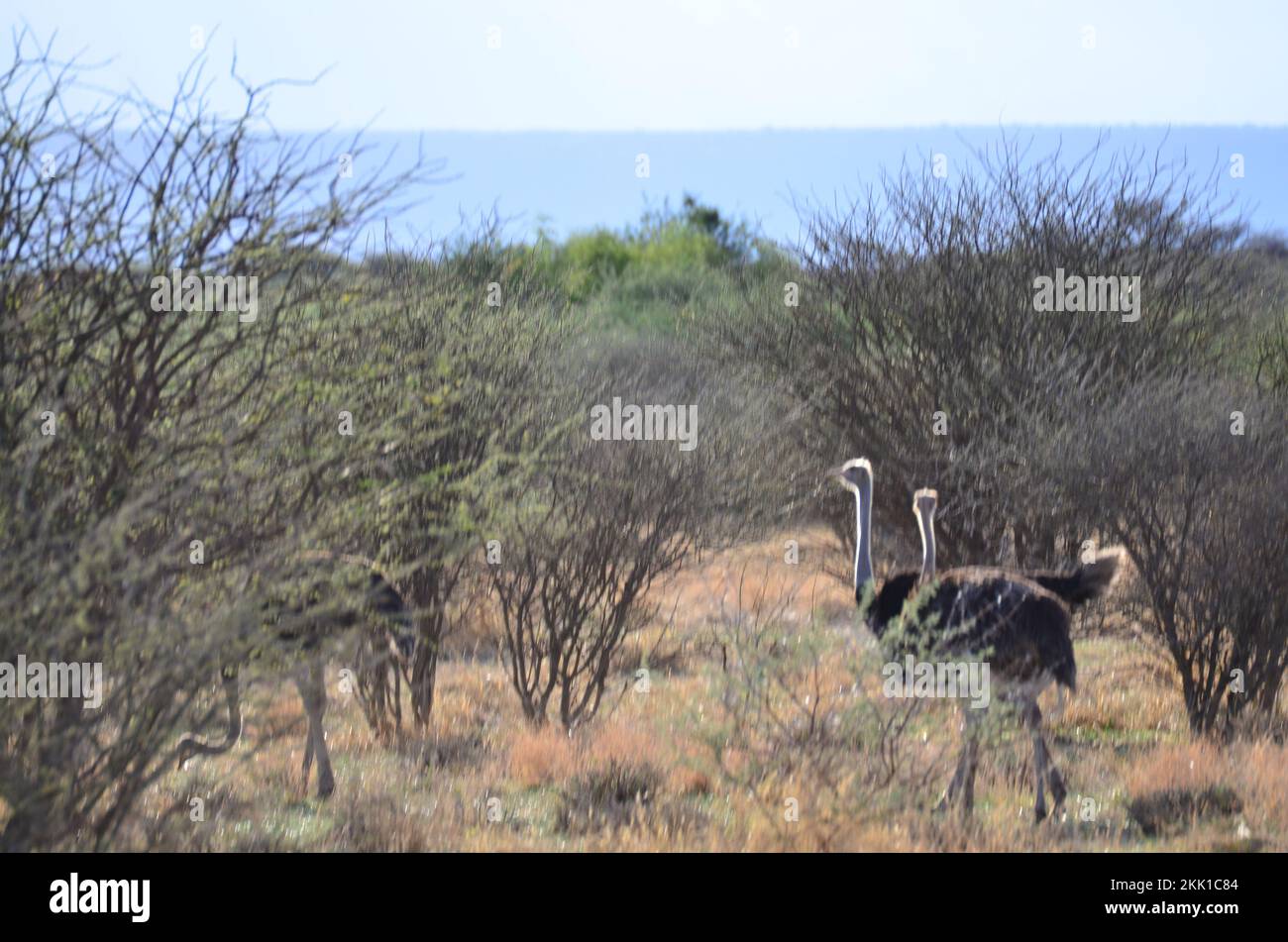 Selvaggio uccello struzzo in Namibia Africa safari savana Foto Stock