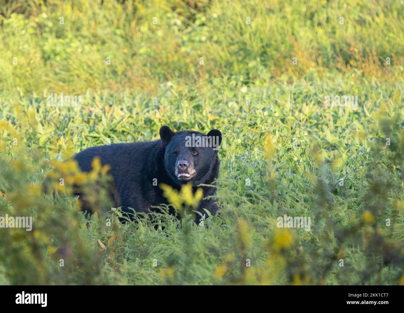 Orso Nero Americano (Ursus americanus) nel campo del goldenrod Foto Stock