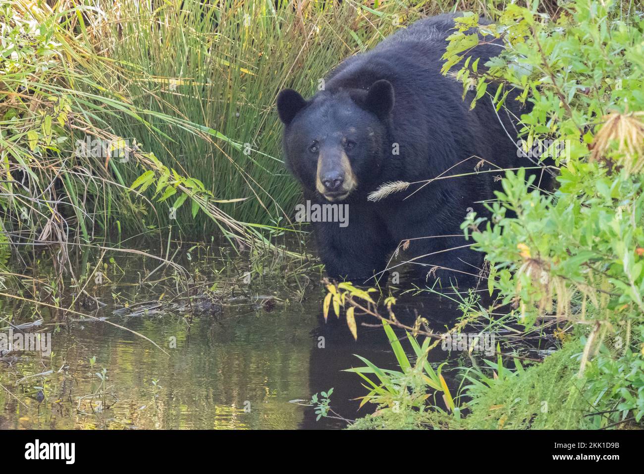 L'orso nero americano (Ursus americanus) si prepara a nuotare attraverso un ruscello Foto Stock