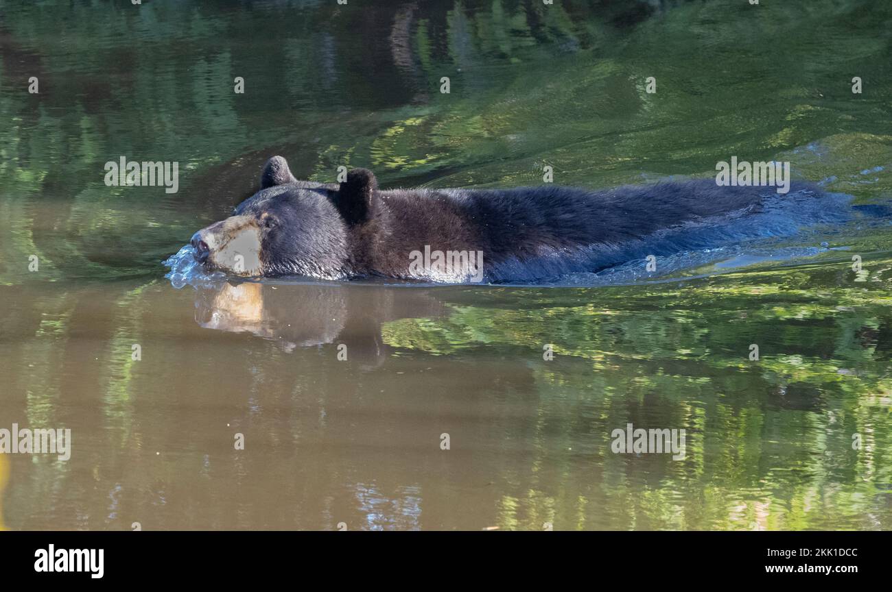 Orso Nero Americano (Ursus americanus) che nuota attraverso un ruscello Foto Stock