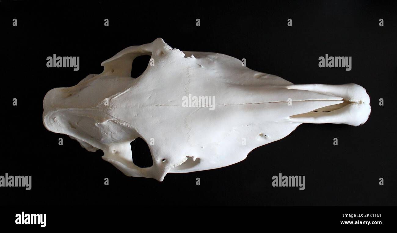 Foto del cranio del cavallo. Denti di cavallo. Materiali didattici per veterinari. Foto Stock