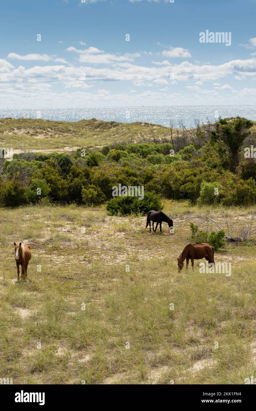 Cavalli selvatici (Equus ferus) che pascolano su erbe costiere sabbiose Foto Stock