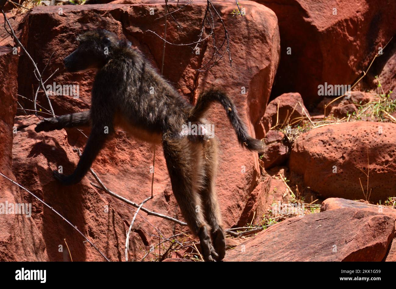 Scimmia pazzo africano scimmia scimmia scimmia selvaggio sabbia rossa e pietre Foto Stock