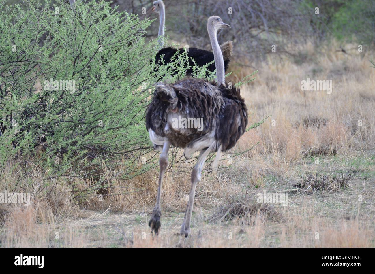 Selvaggio uccello struzzo in Namibia Africa safari savana Foto Stock