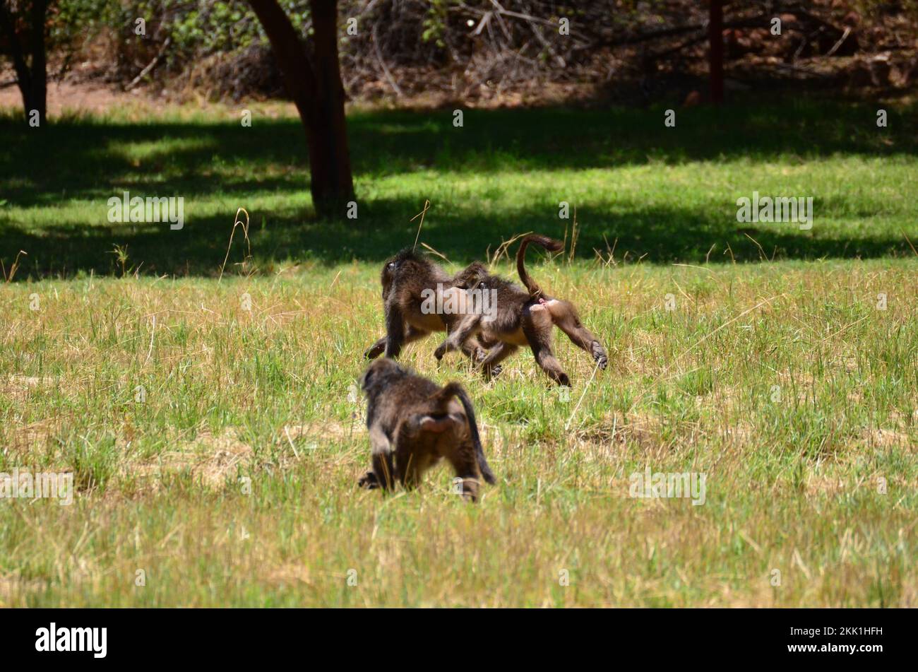gruppo di babboni africani su erba verde scimmia scimmia selvatica Foto Stock