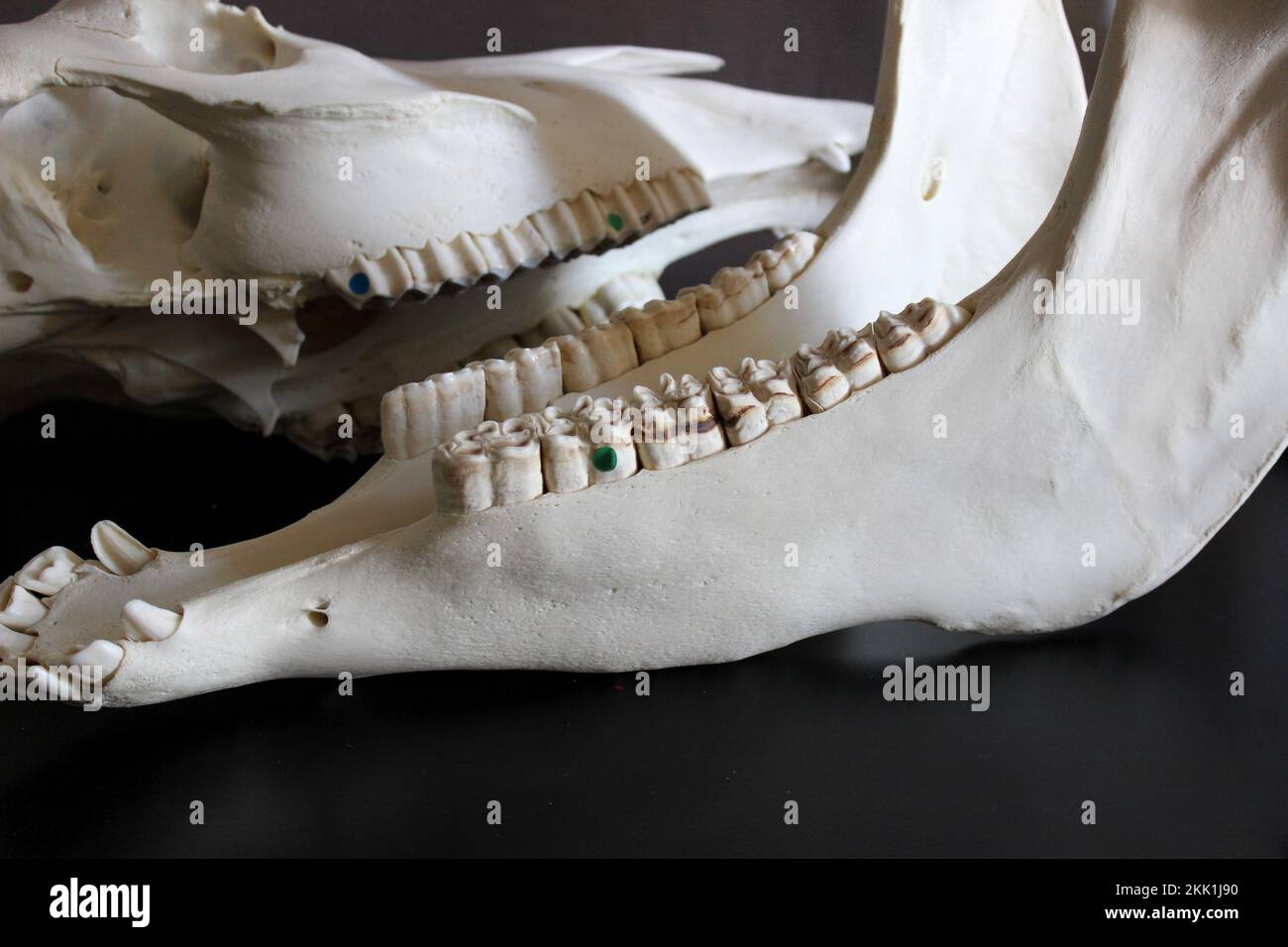 Foto del cranio del cavallo. Denti di cavallo. Materiali didattici per veterinari. Foto Stock