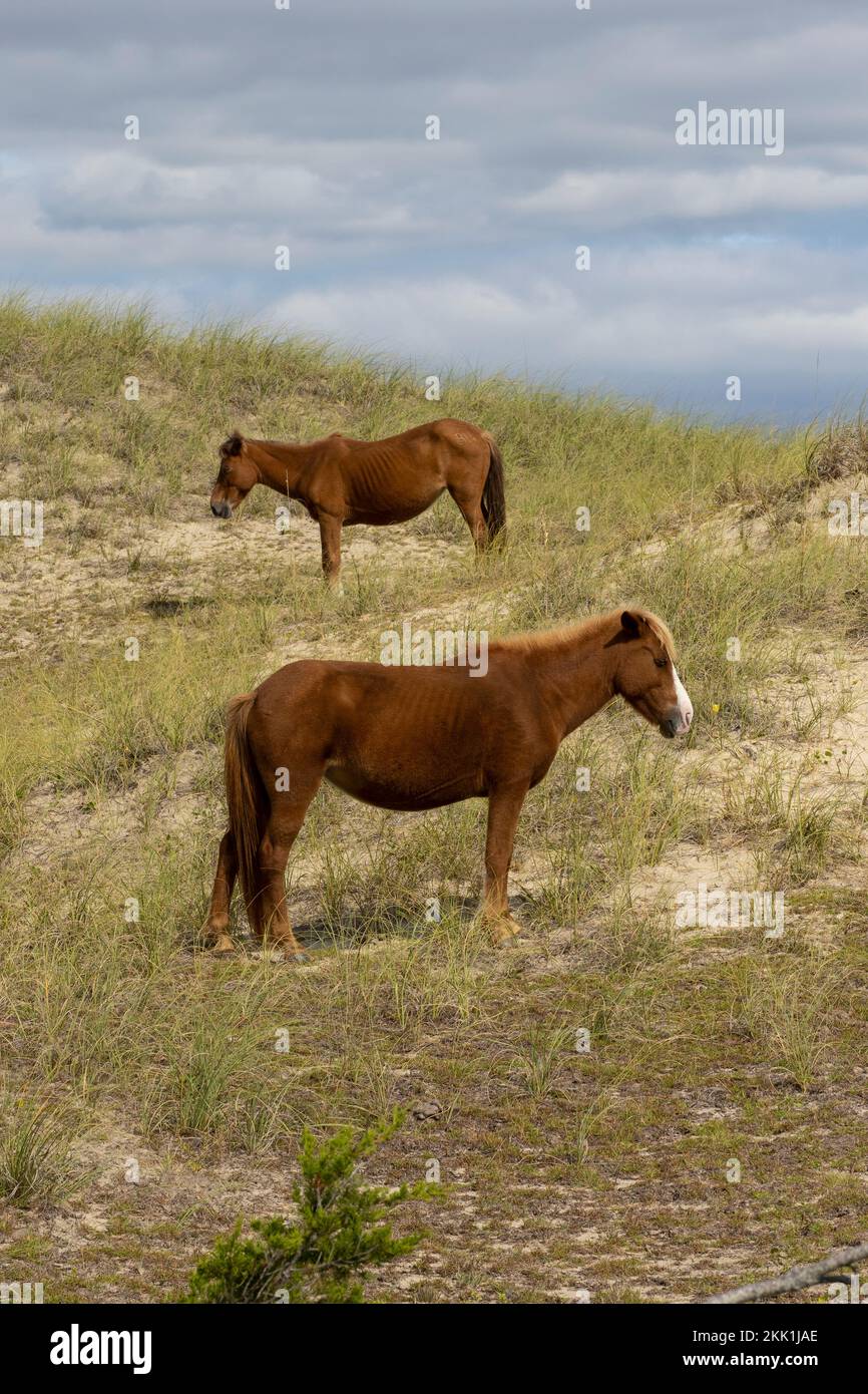 Cavalli selvatici (Equus ferus) Foto Stock