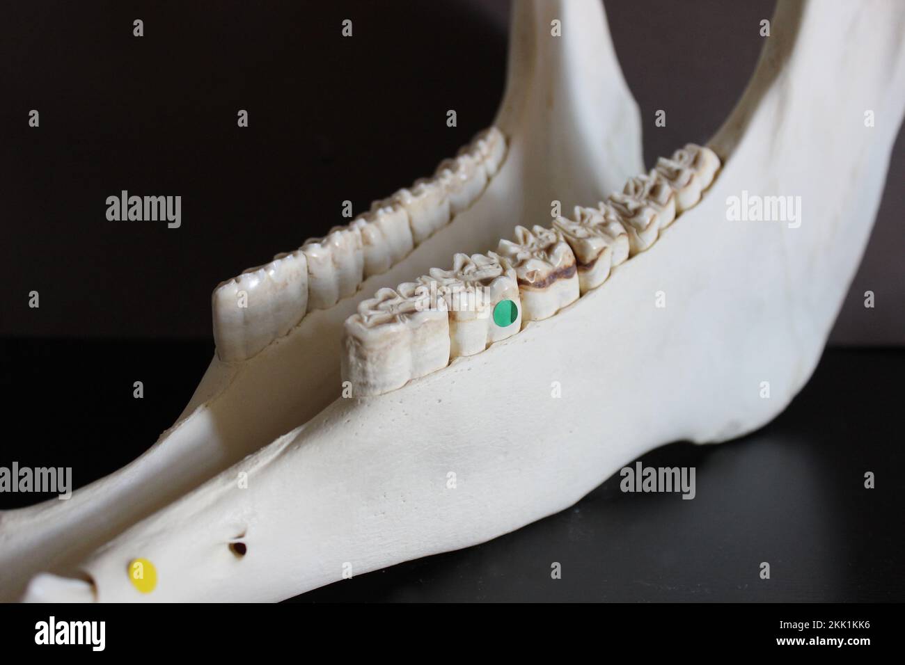 Foto del cranio del cavallo. Denti di cavallo. Materiali didattici per veterinari. Foto Stock