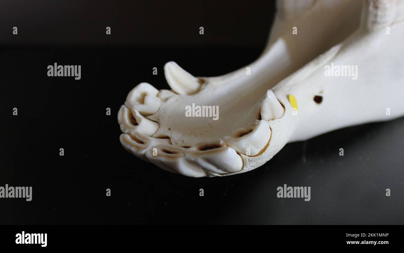 Foto del cranio del cavallo. Denti di cavallo. Materiali didattici per veterinari. Foto Stock