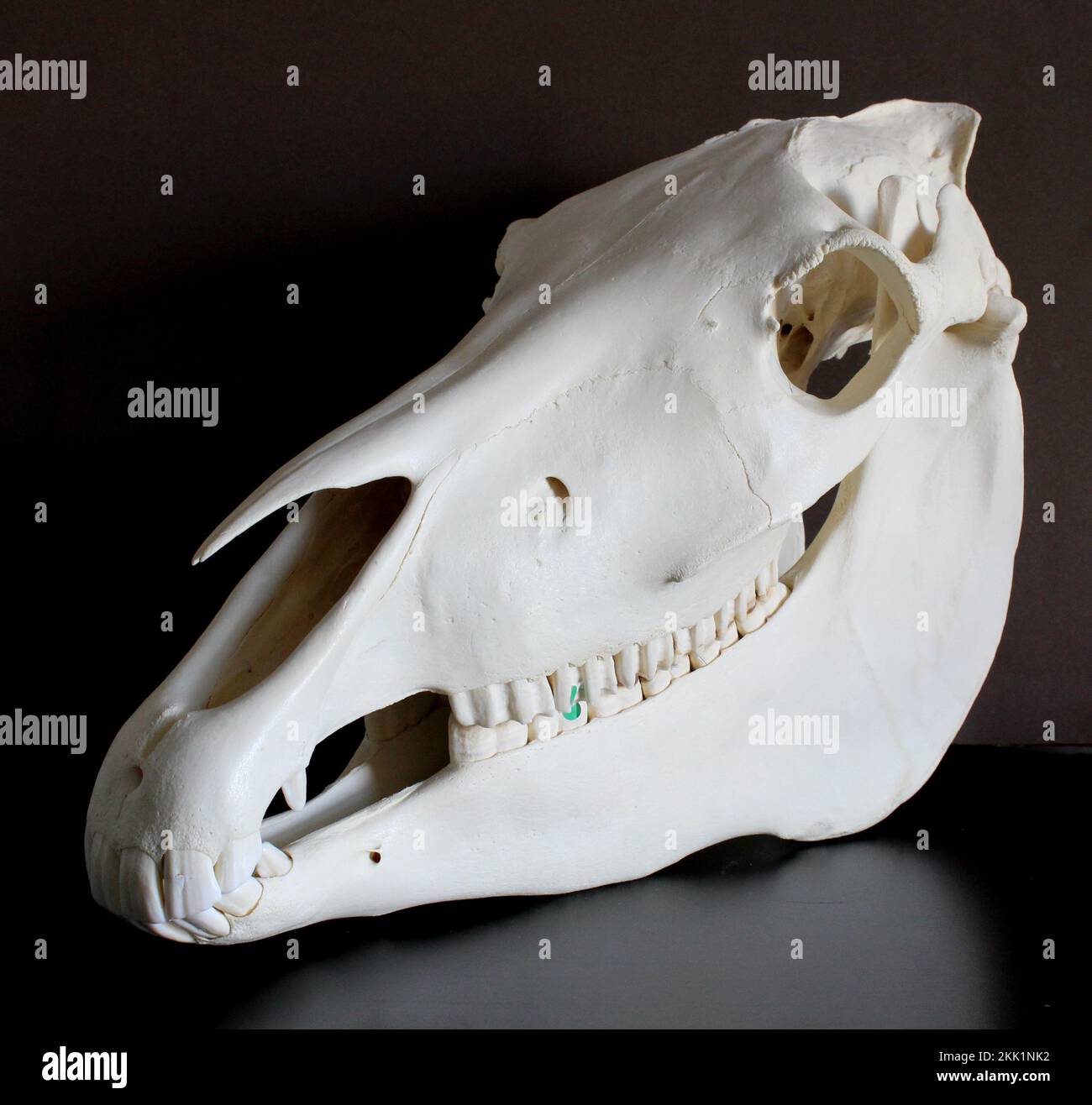 Foto del cranio del cavallo. Denti di cavallo. Materiali didattici per veterinari. Foto Stock