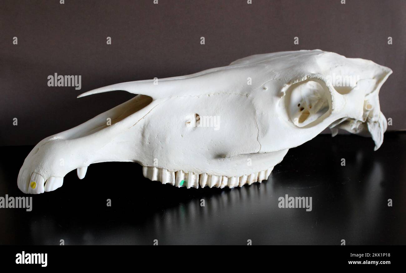 Foto del cranio del cavallo. Denti di cavallo. Materiali didattici per veterinari. Foto Stock