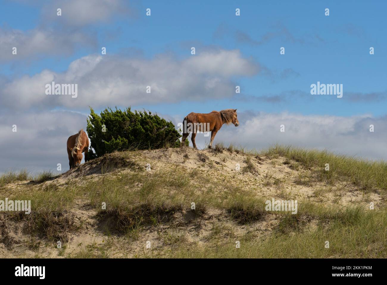 Cavalli selvatici (Equus ferus) in piedi sulla collina costiera con cespuglio Foto Stock