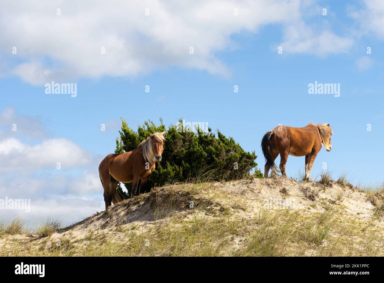 Cavalli selvatici (Equus ferus) in piedi sulla collina costiera con cespuglio Foto Stock