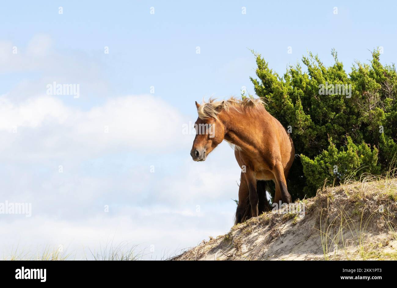 Cavallo selvaggio (Equus ferus) in piedi sulla collina costiera con cespuglio Foto Stock
