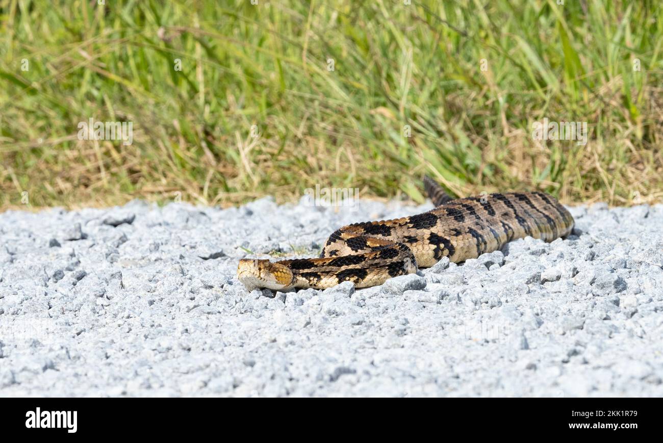 Rattlesnake del legno, Rattlesnake del canebrake, o Rattlesnake a bandire (Crotalus horridus) su strada di ghiaia Foto Stock