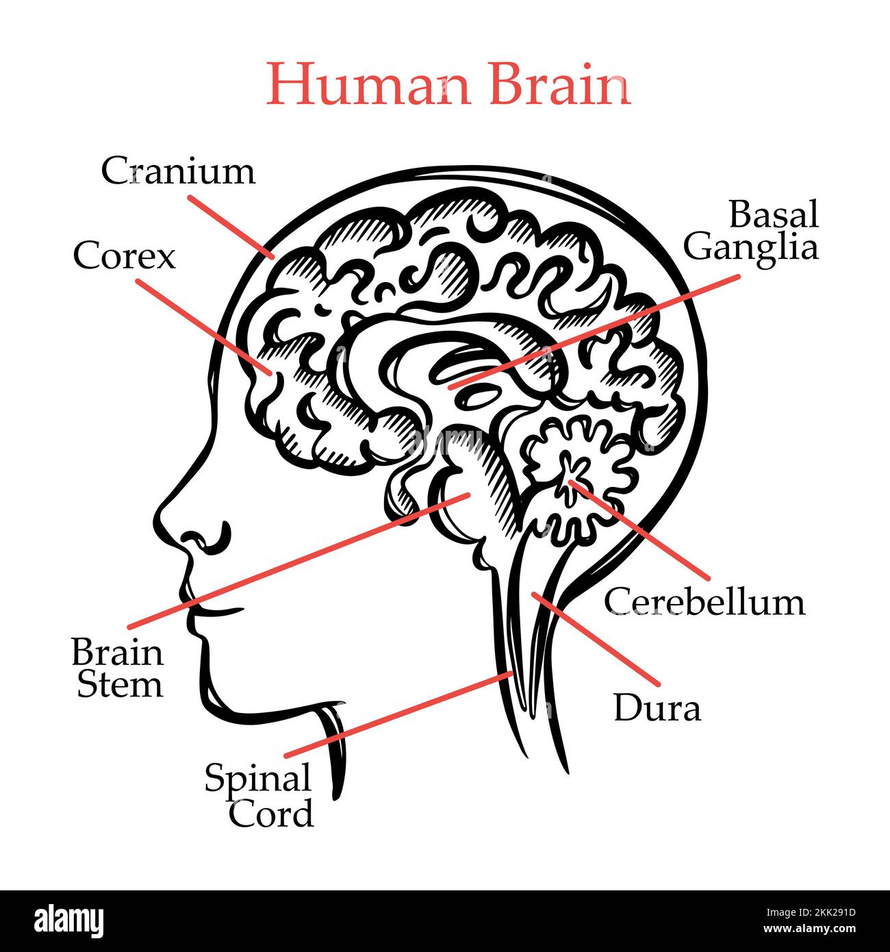 CERVELLO UMANO CONTORNO Generale Tabella di layout delle partizioni del cervello umano con testo esplicativo per gli studenti della Scuola Medica vettore di disegno a mano Illustrazione Vettoriale