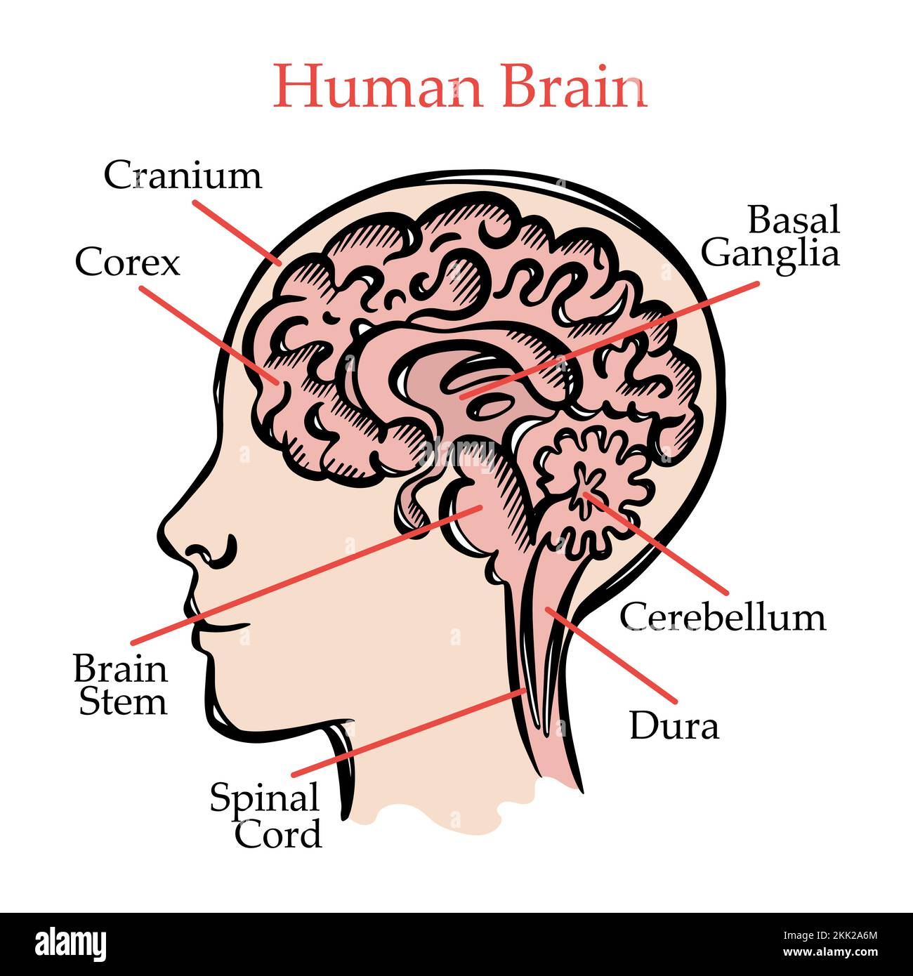 SCHEMA DEL CERVELLO UMANO Schema generale delle partizioni del cervello umano con testo esplicativo per l'educazione medica degli studenti Illustrazione vettoriale Illustrazione Vettoriale