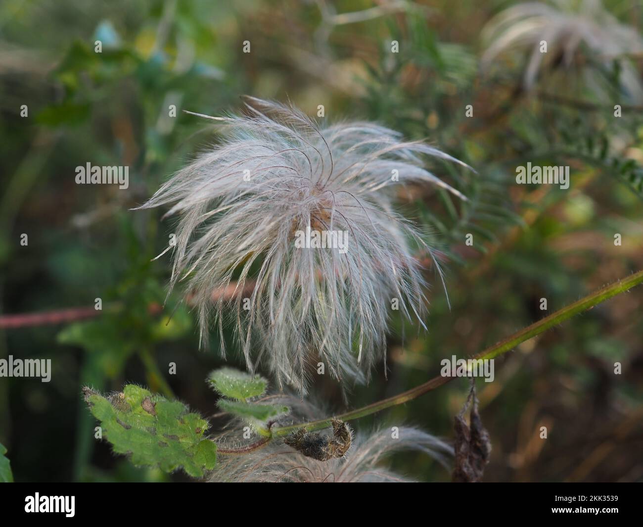 Testa di Seedhead di Clematis 'Bill MacKenzie' Foto Stock