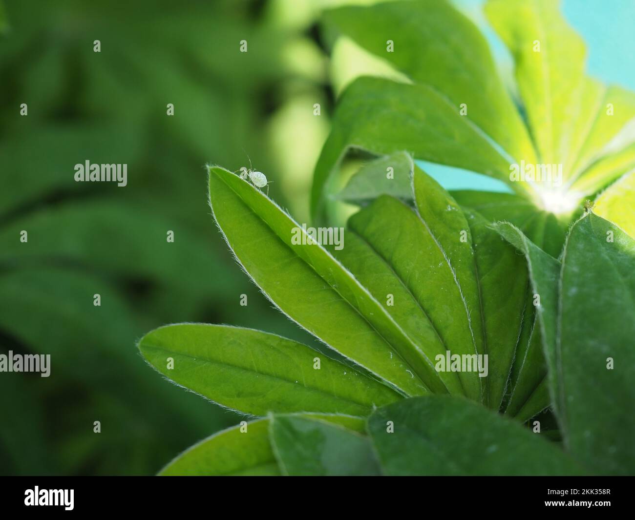 Primo piano di un afide verde di lupino (Macrosiphum albifrons) che si trova sul bordo di una foglia di lupino retroilluminato dal sole Foto Stock