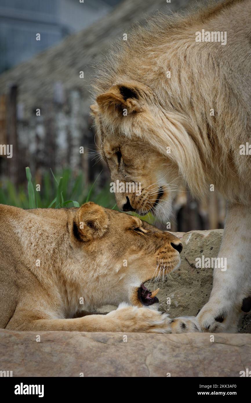 Un primo piano verticale della coppia di leoni nello Zoo di Beauval, Francia Foto Stock