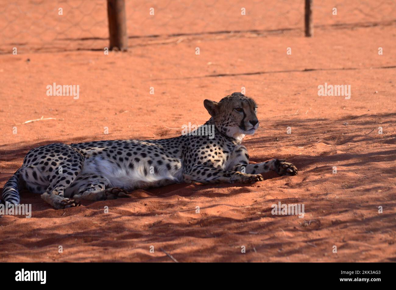Ghepardo gatto kalahari deserto savana a piedi sulla sabbia Namibia Africa Foto Stock