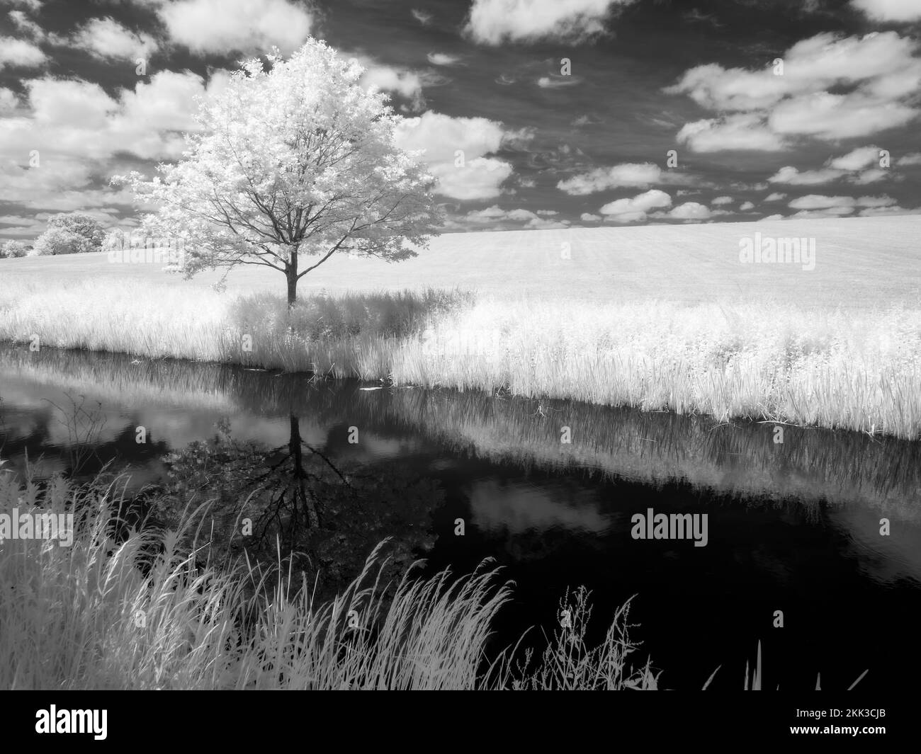 Il Bridgwater e il canale Taunton nella campagna di Outwood, Somerset, Inghilterra. Foto Stock