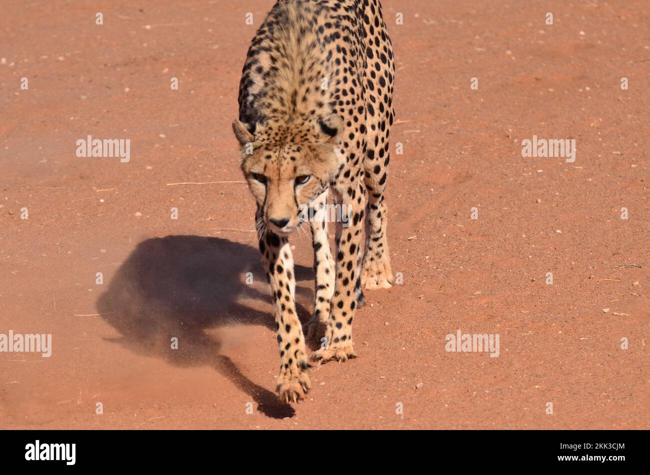 Ghepardo gatto kalahari deserto savana a piedi sulla sabbia Namibia Africa Foto Stock