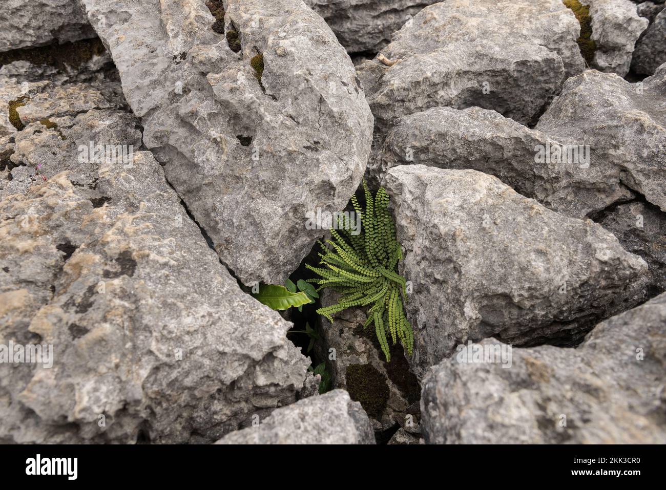 Malham Cove, una faglia del Craven Fault centrale, le cette gap forniscono un habitat ideale per piante e felci calcarei leggeri e amorosi Foto Stock