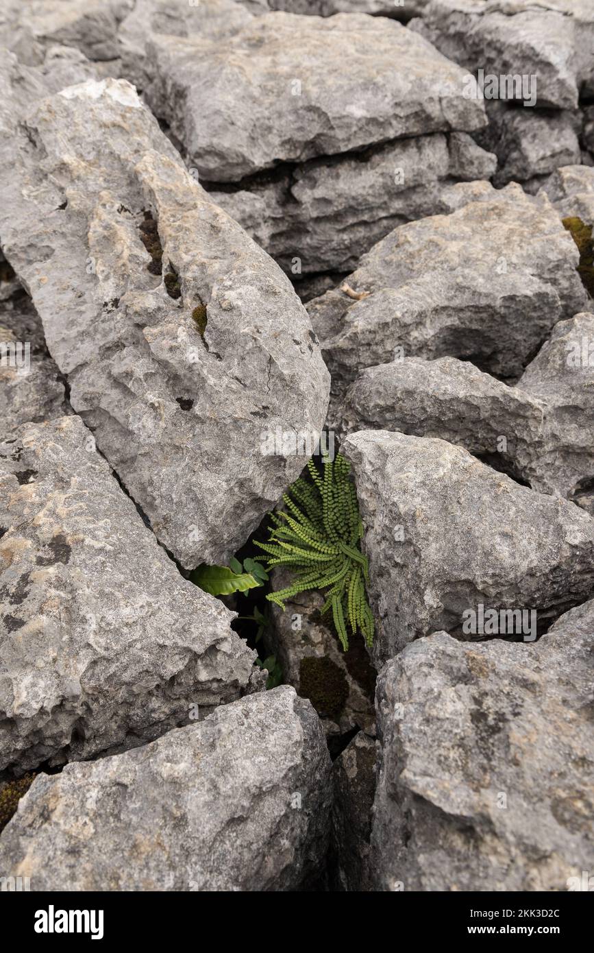 Malham Cove, una faglia del Craven Fault centrale, le cette gap forniscono un habitat ideale per piante e felci calcarei leggeri e amorosi Foto Stock