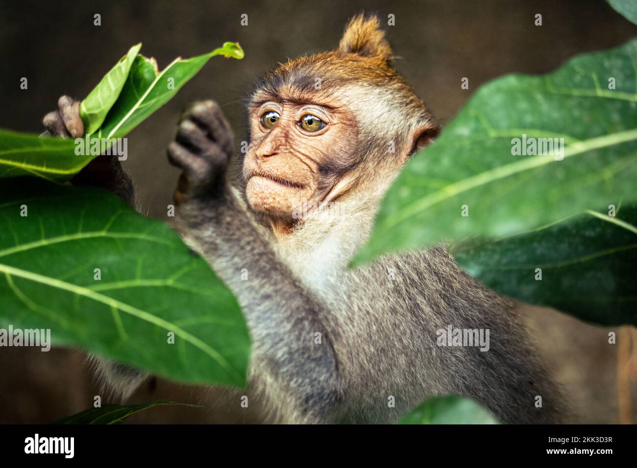Le scimmie Macaque nella Foresta delle scimmie a Ubud, Bali Foto Stock