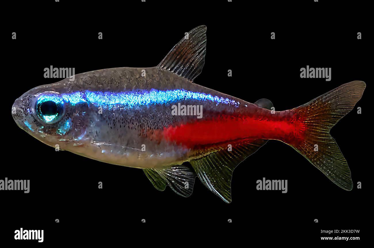 Primo piano di pesci tetra al neon blu isolati su fondo nero Foto Stock
