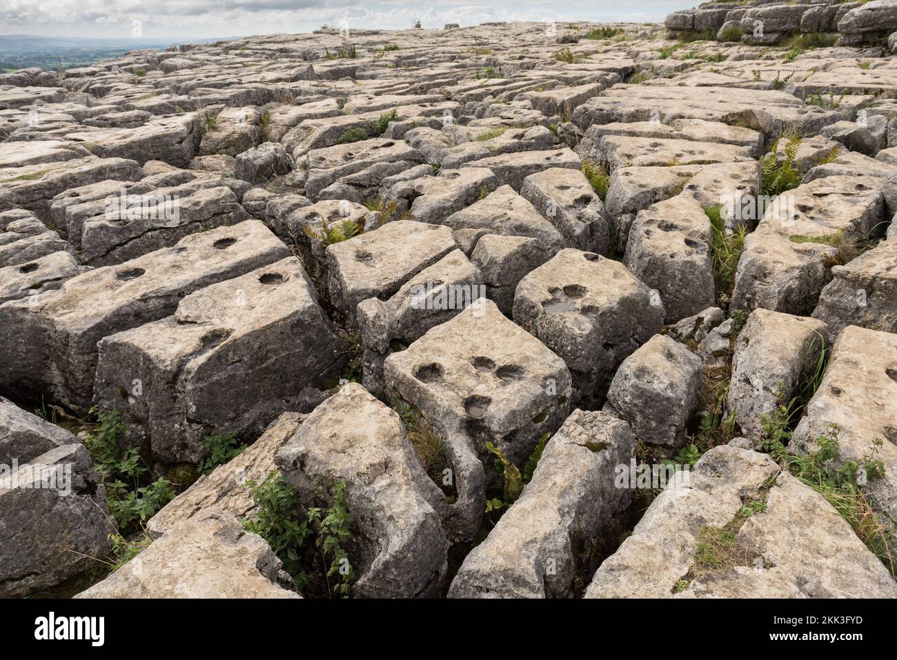 Malham Cove, una faglia del Craven Fault centrale, le cette gap forniscono un habitat ideale per piante e felci calcarei leggeri e amorosi Foto Stock