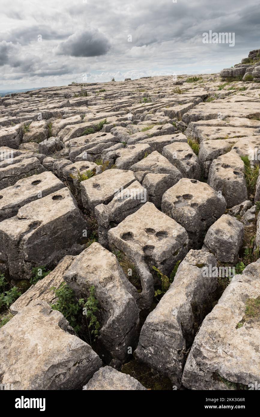Malham Cove, una faglia del Craven Fault centrale, le cette gap forniscono un habitat ideale per piante e felci calcarei leggeri e amorosi Foto Stock