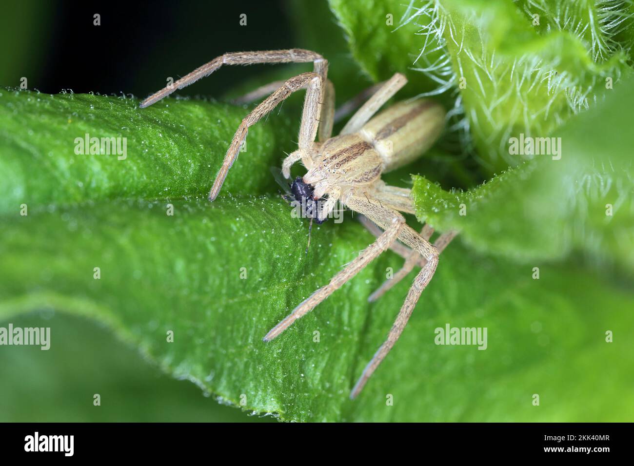 Un ragno che mangia la sua preda cacciata - un'afide. Un nemico naturale degli insetti infestanti nei giardini e nei campi agricoli. Foto Stock