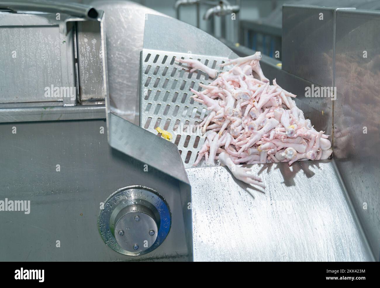 Polli in serbatoio refrigerato dopo aver ridotto la temperatura preparare la pesatura e la confezione per la vendita. Foto Stock