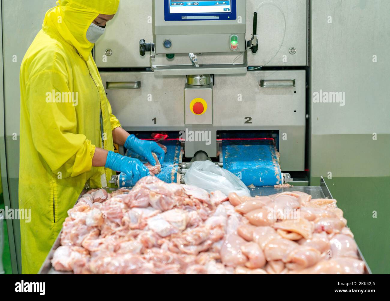 L'operatore incolla la carne di pollo sul nastro trasportatore alla macchina taglia automaticamente. Foto Stock