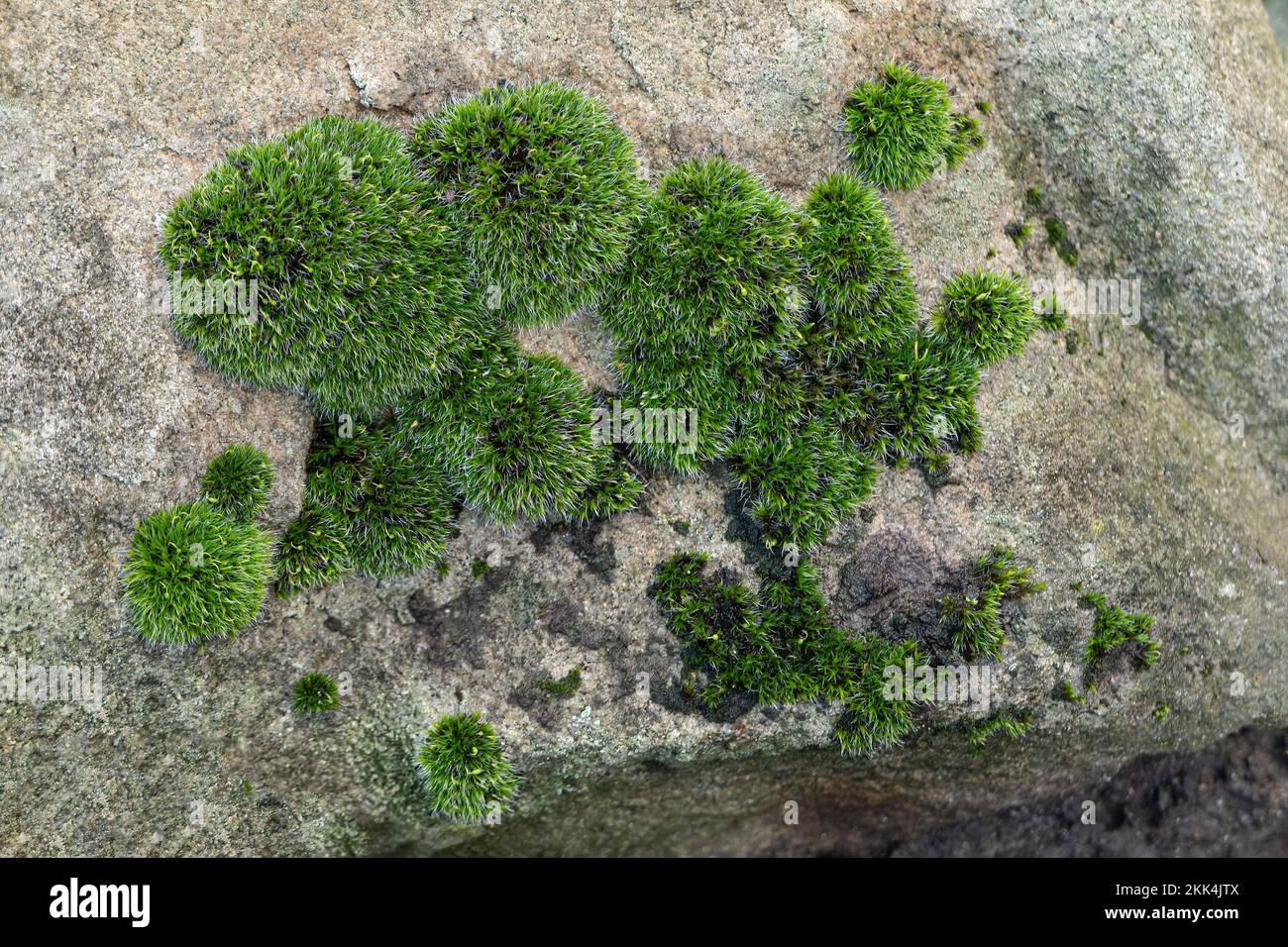 Muschio sulla roccia Foto Stock