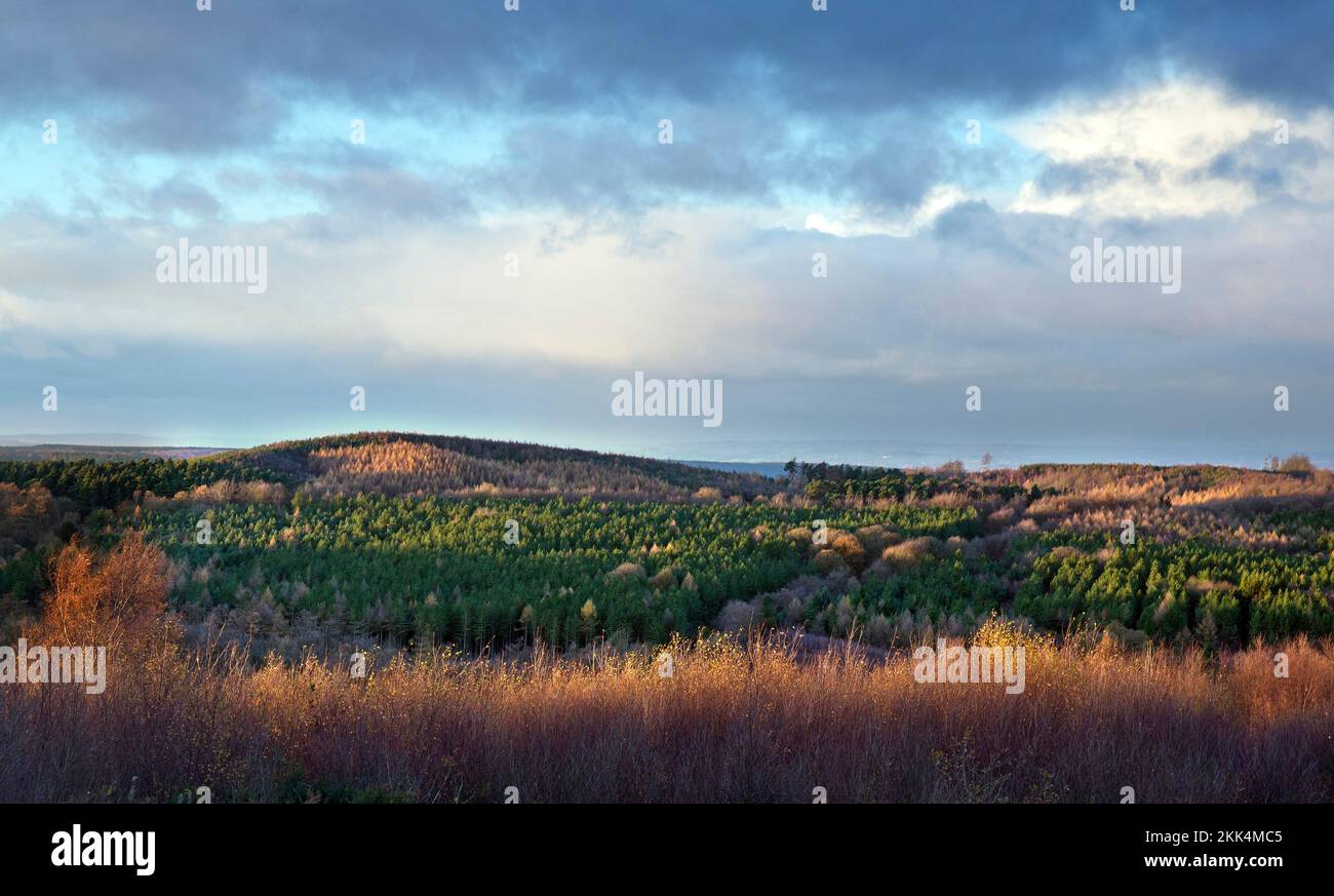 Vista dall'anello del castello della foresta di Cannock in autunno Cannock Chase Area di straordinaria bellezza naturale Staffordshire Foto Stock