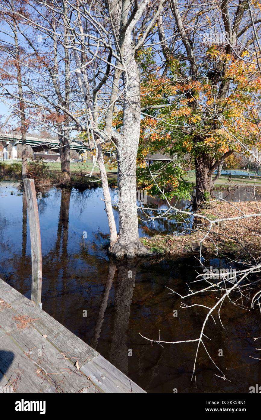 Passeggiata lungo il bordo del Cypress Park, vicino al fiume Pocomoke, Pocomoke City, Maryland, USA Foto Stock