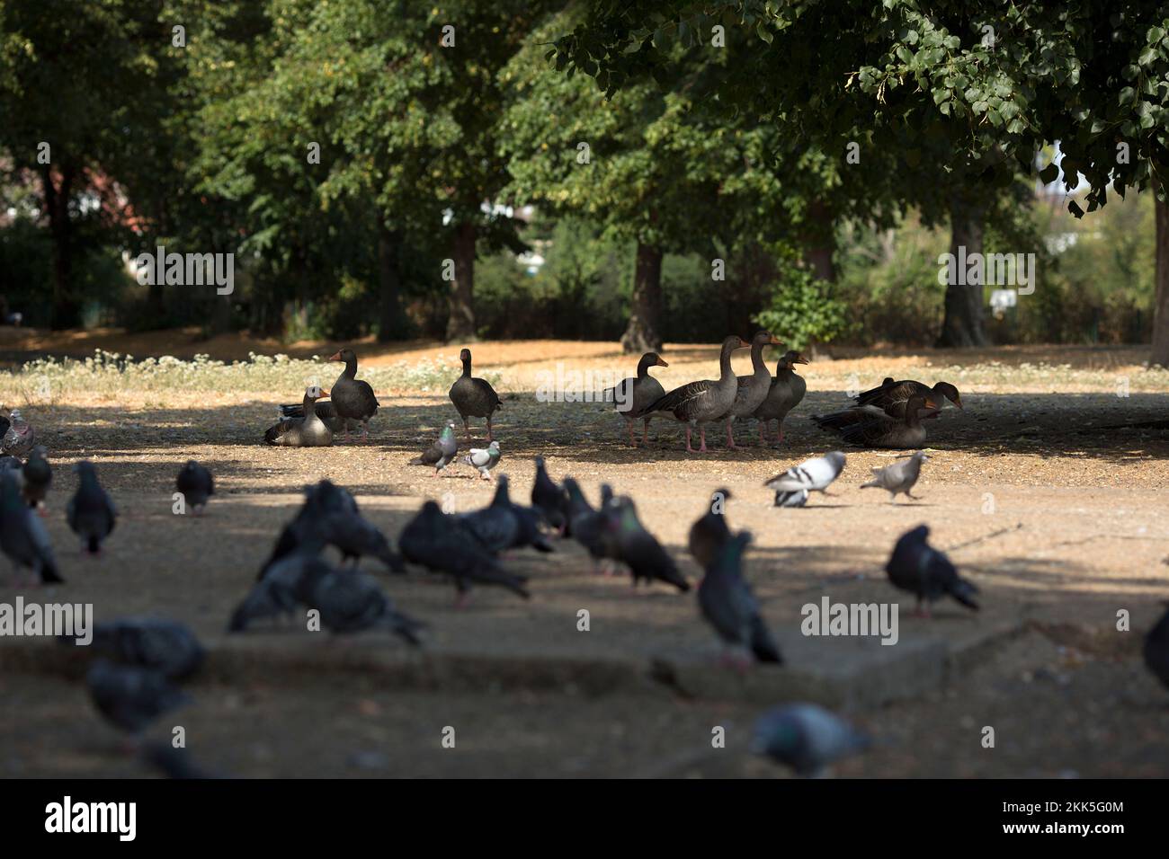 Oche e piccioni sono visti all'ombra in un parco a Ilford, East London. Foto Stock