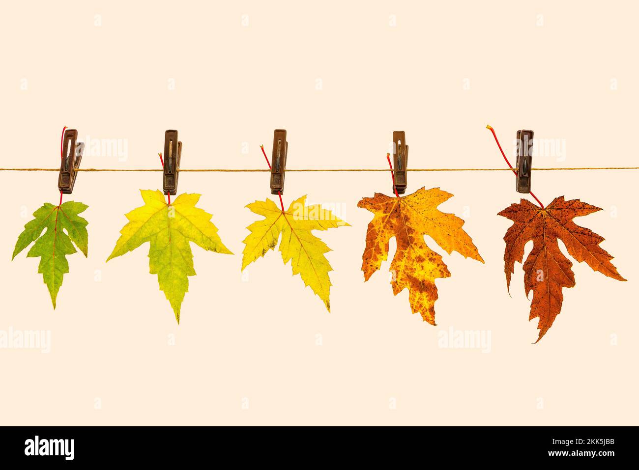 Foglie di colore autunnale su una corda come simbolo del tempo che passa Foto Stock