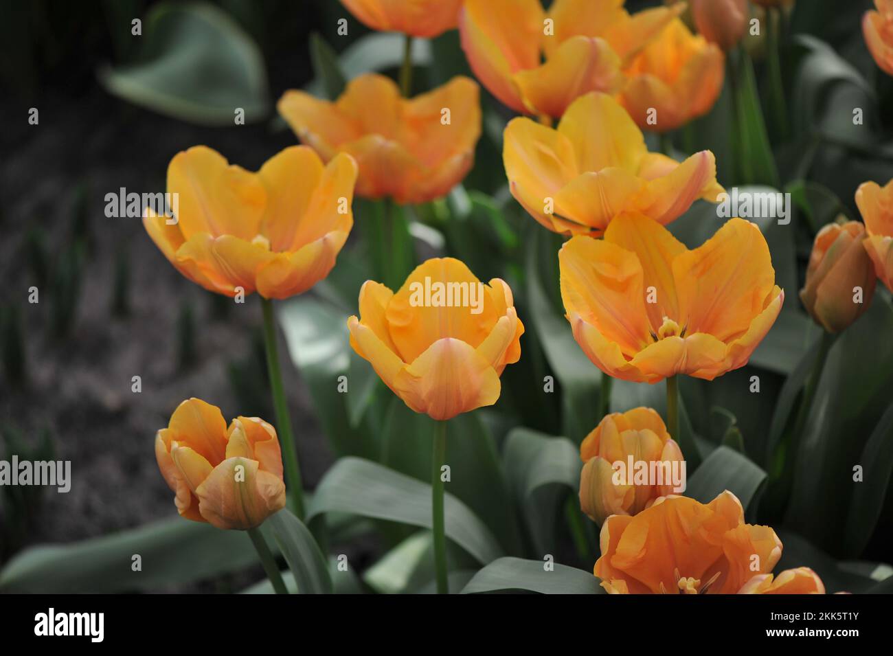 Tulipani ibridi Darwin giallo-arancio (Tulipa) impressione tropicale fiorire in un giardino nel mese di marzo Foto Stock