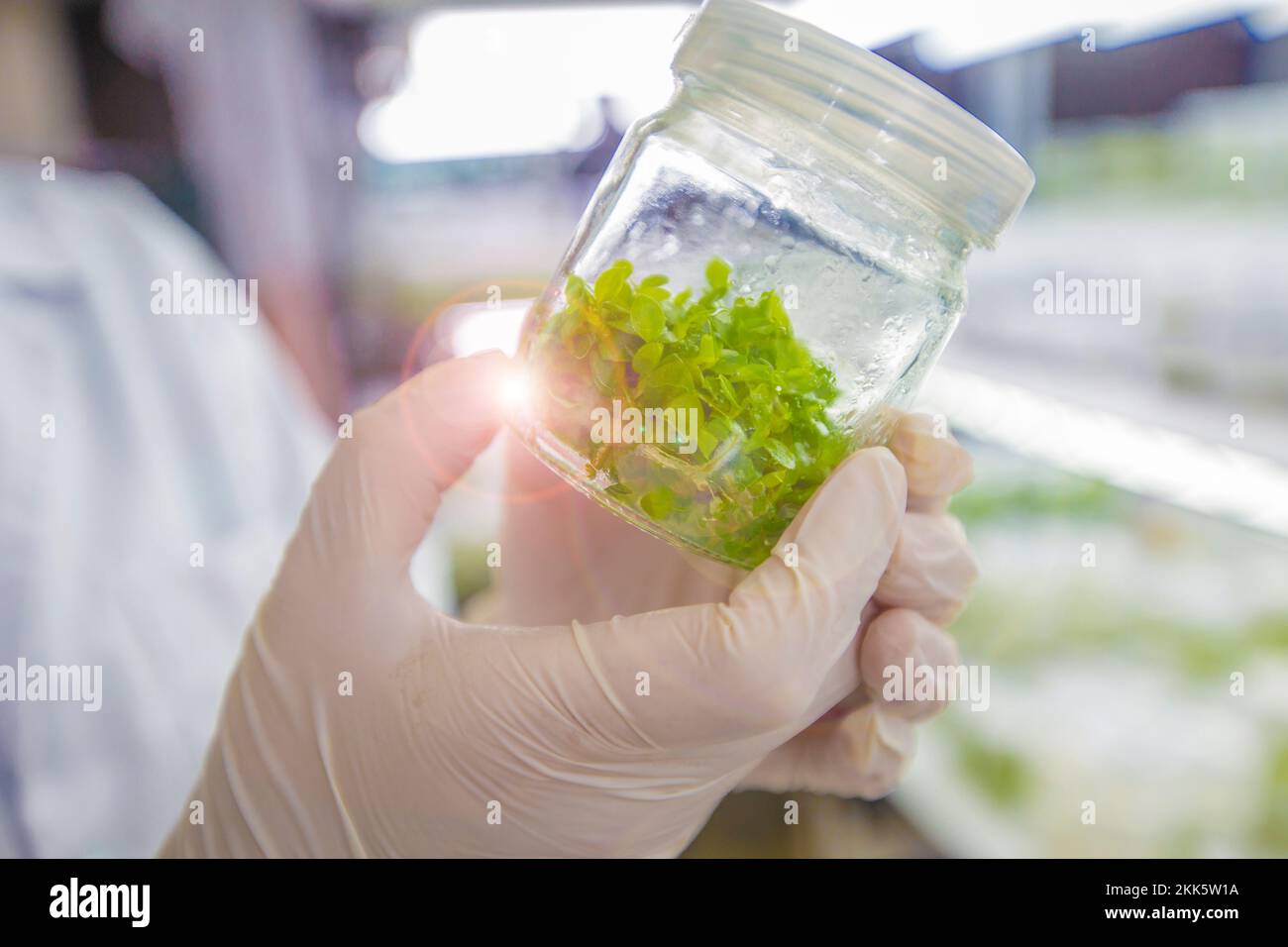 La coltura tissutale o la coltura vegetale sono l'industria agricola. Il ricercatore usa la crescita di tessuto in bottiglia. Questa tecnica aumenta molto pianta nello stesso Foto Stock