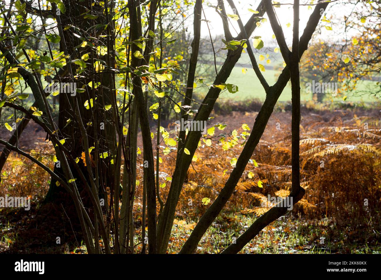 Wappenbury Wood in autunno, Warwickshire, Inghilterra, Regno Unito Foto Stock