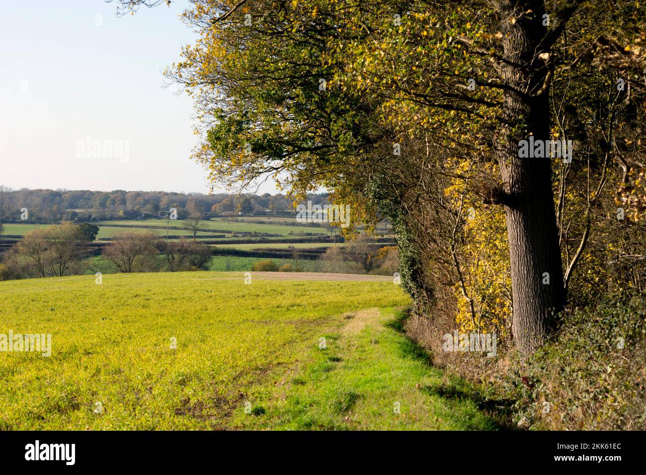 Una vista ai margini del Wappenbury Wood in autunno, Warwickshire, Inghilterra, Regno Unito Foto Stock