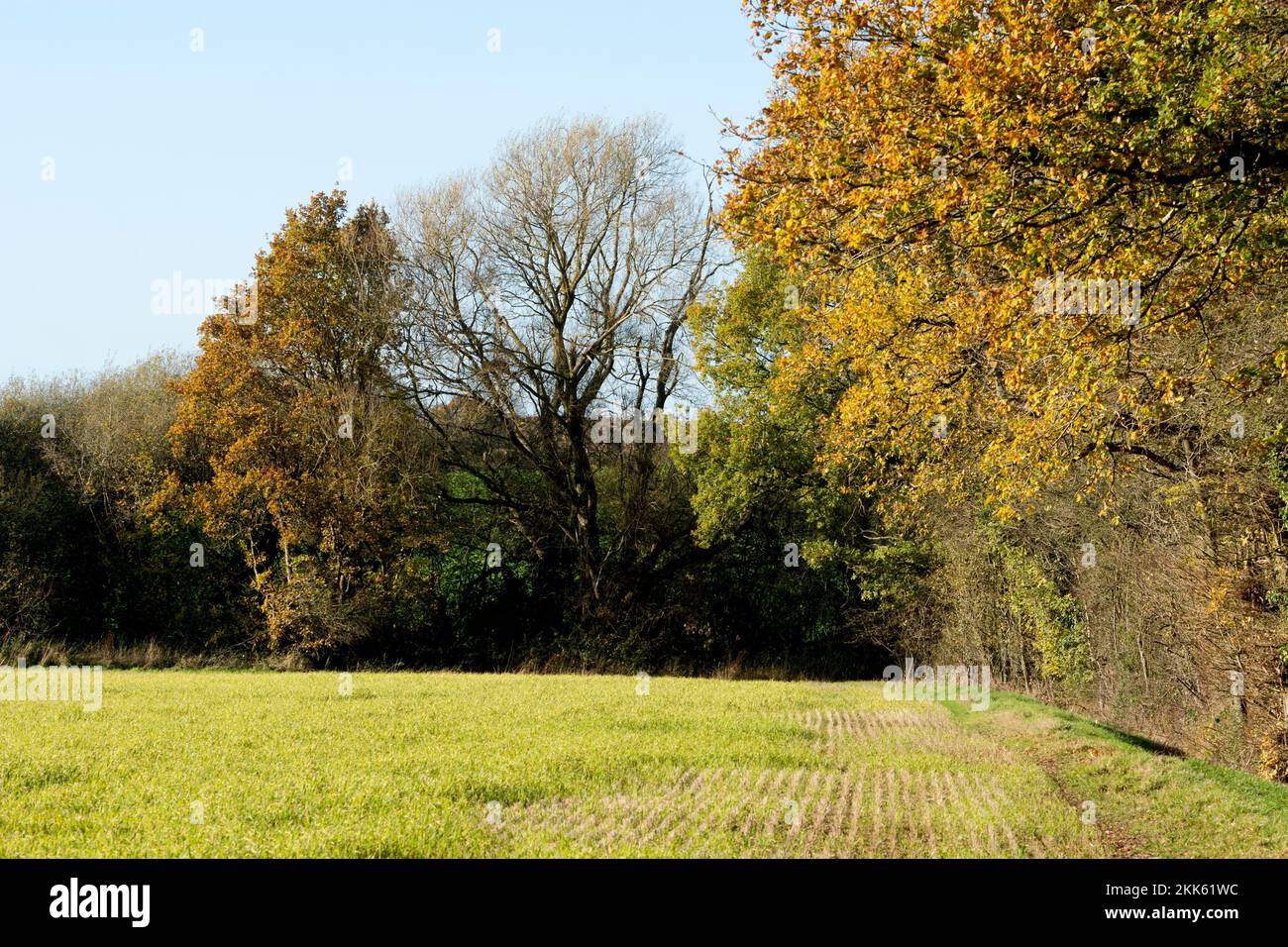 Wappenbury Wood in autunno, Warwickshire, Inghilterra, Regno Unito Foto Stock