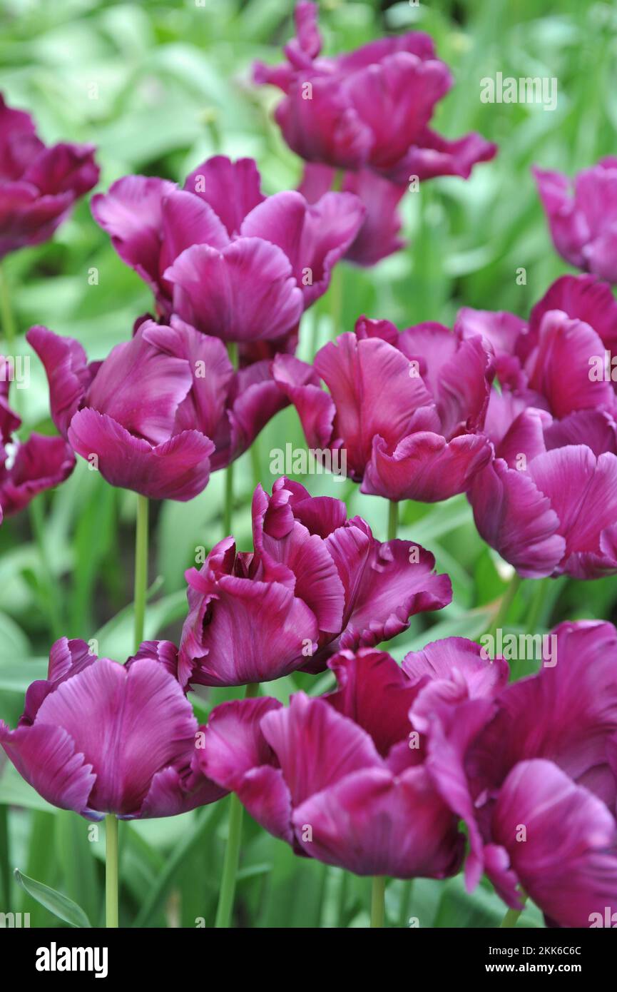 Tulipani porpora pappagallo (Tulipa) la fioritura segreta di Victoria in un giardino nel mese di aprile Foto Stock