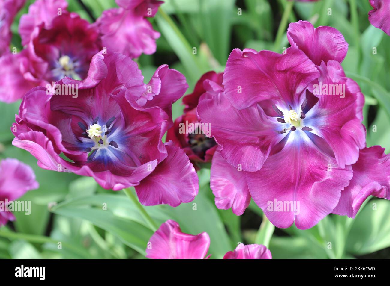 Tulipani porpora pappagallo (Tulipa) la fioritura segreta di Victoria in un giardino nel mese di aprile Foto Stock