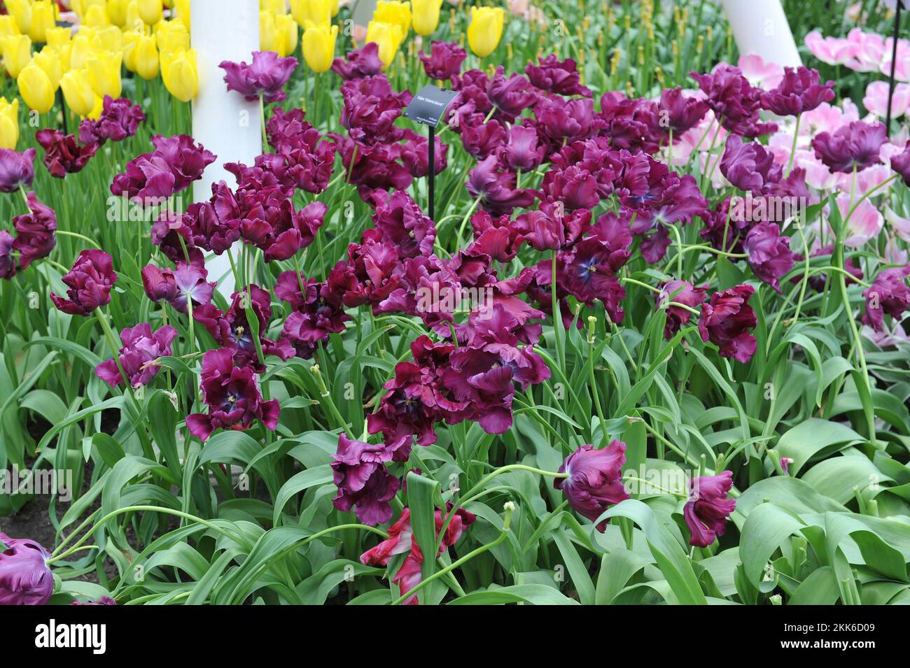 Tulipani porpora pappagallo (Tulipa) la fioritura segreta di Victoria in un giardino nel mese di aprile Foto Stock