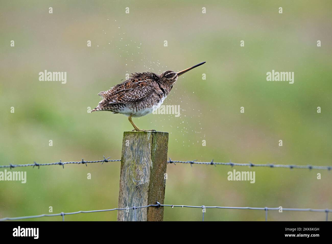 Cecchino comune (Gallingo gallinago), Sheltand Isles, Scozia, Regno Unito Foto Stock